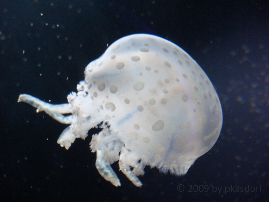 Baltimore [2009 July 02] 229.JPG - Scenes from Baltimore's Inner Harbor.